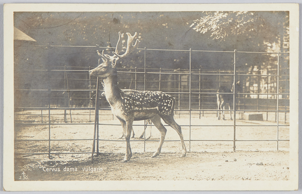 作品画像:Cervus dama vulgaris