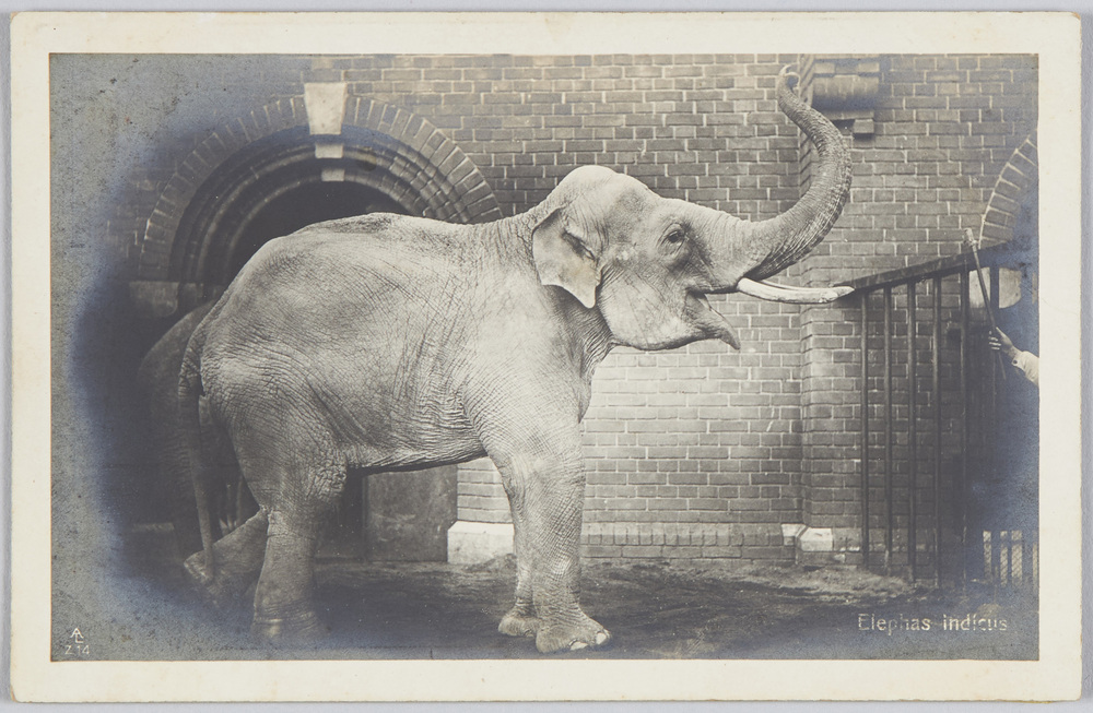 作品画像：Elephas indicus