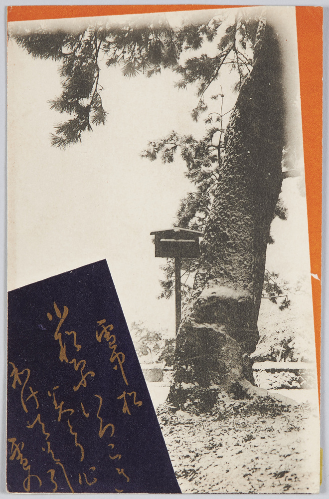 作品画像:雪中松