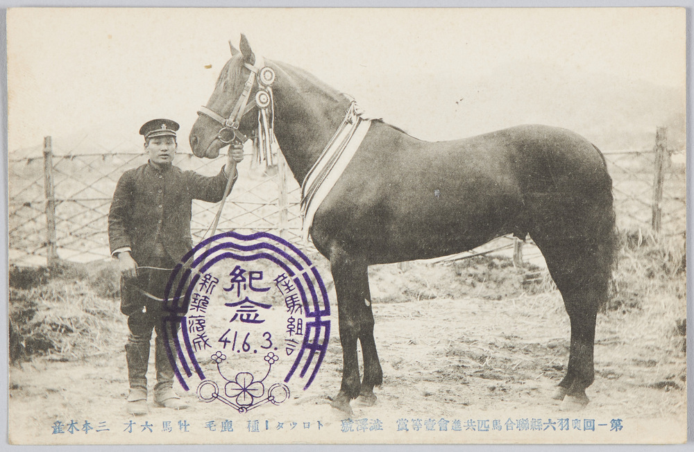 作品画像：第一回奥羽六県連合馬匹共進会一等賞澁澤号トロッター種鹿毛牡馬六才三本木産