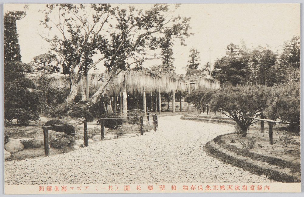 作品画像:内務省指定天然記念保存物粕壁藤花園