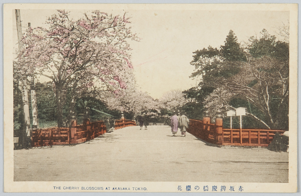 作品画像:赤坂弁慶橋の桜花