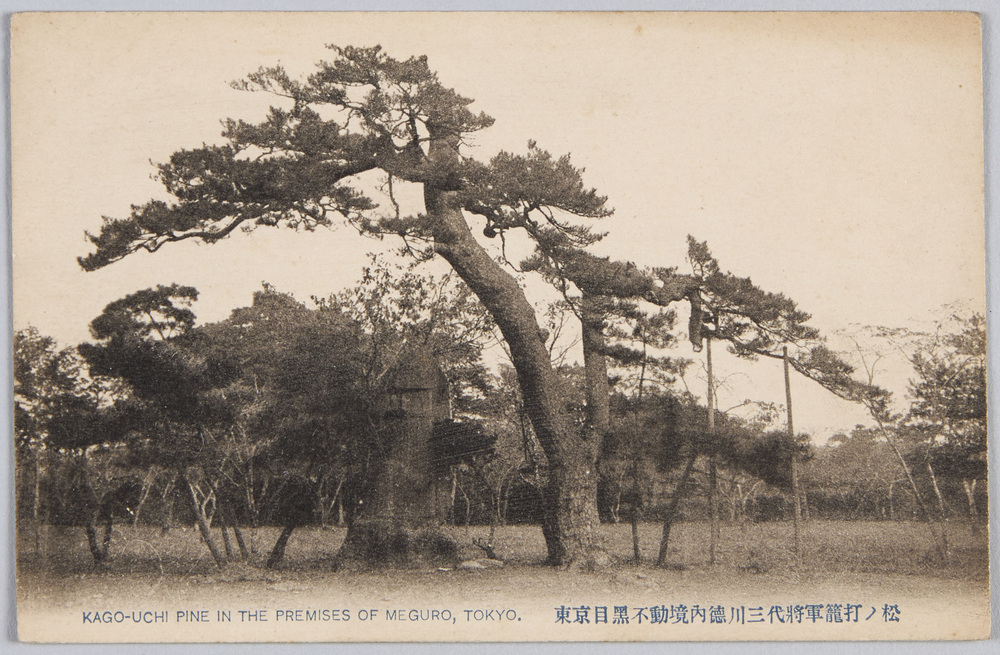 作品画像:東京目黒不動境内徳川三代将軍篭打ノ松