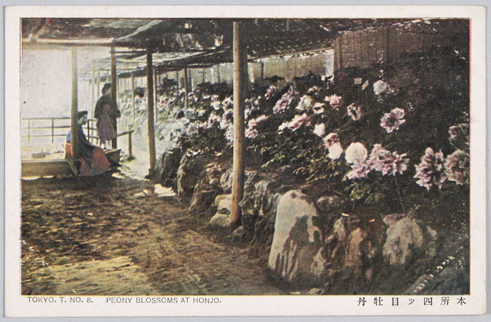 作品画像:本所四ッ目牡丹