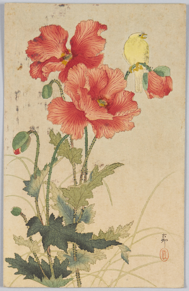 作品画像：[芥子の花と小鳥]