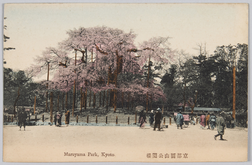作品画像:京都円山公園桜