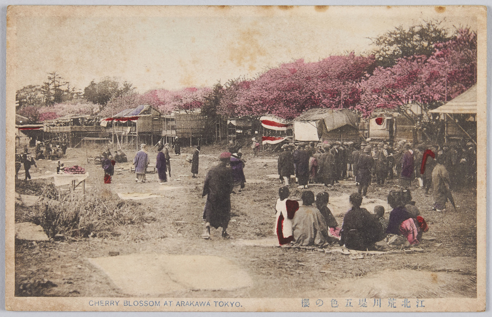 作品画像:荒川堤の桜
