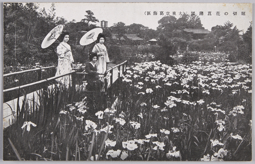 作品画像:堀切の花菖蒲園(大東京葛飾区)