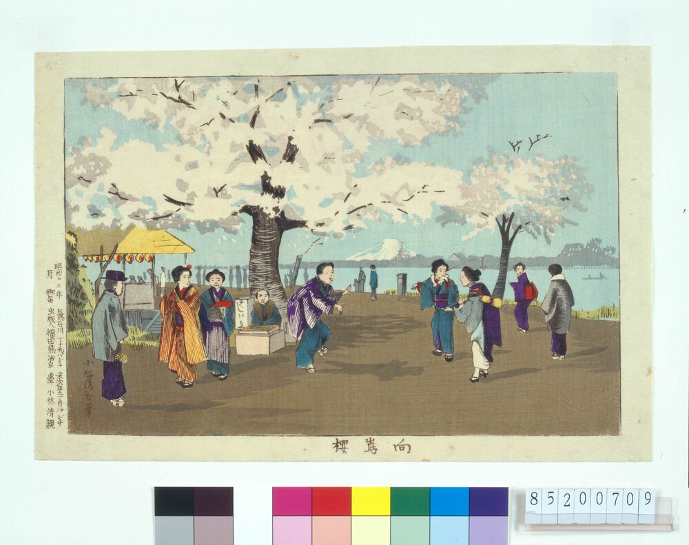 作品画像:向島桜