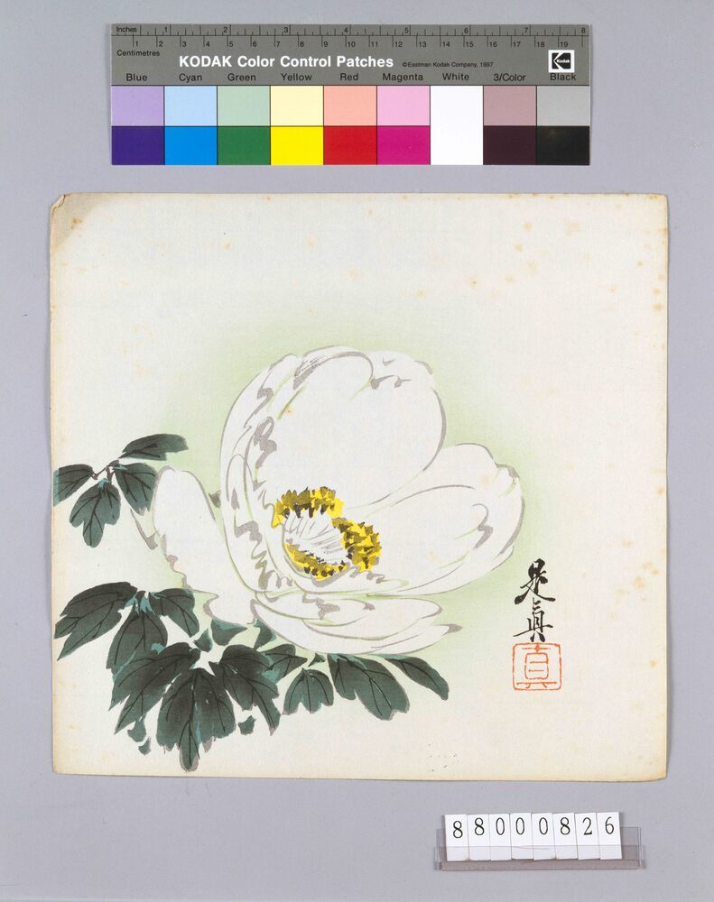 榛原聚玉堂版団扇絵 芍薬