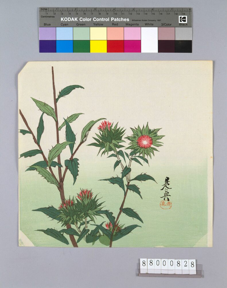 作品画像:榛原聚玉堂版団扇絵 山薊