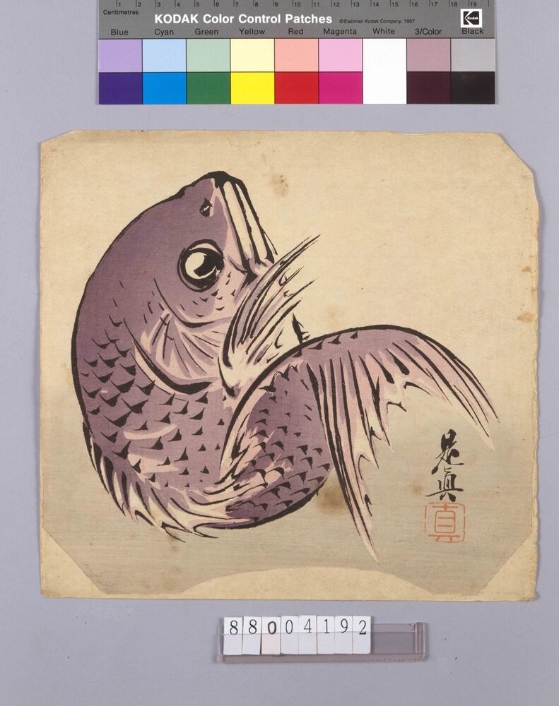 作品画像:鯛図