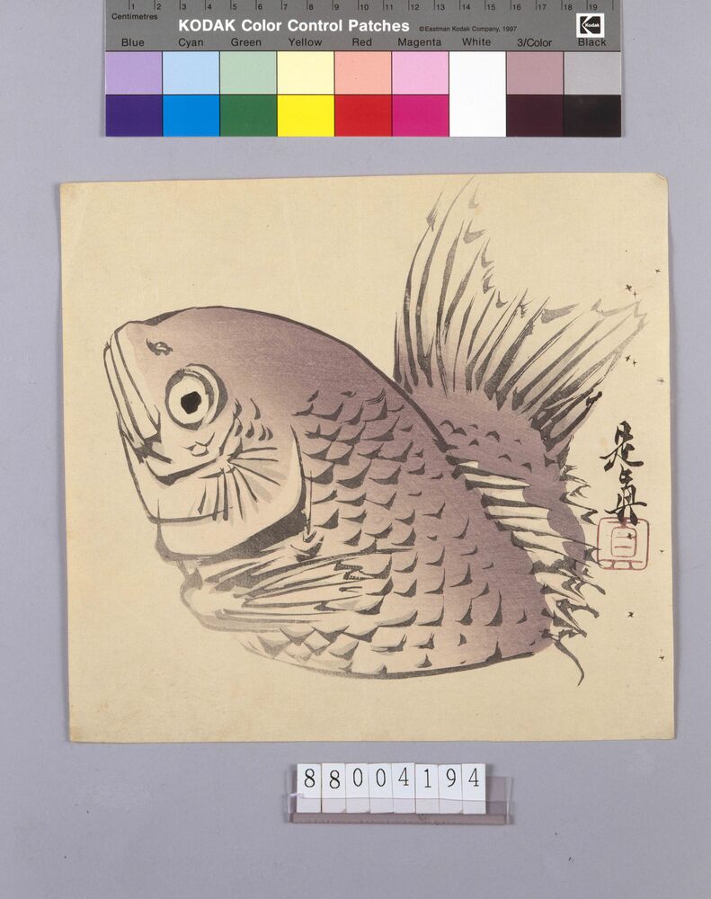 作品画像:鯛図