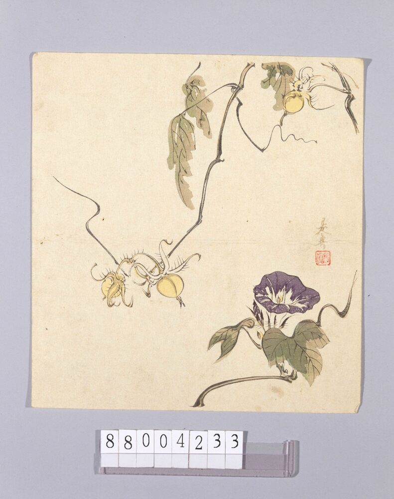 作品画像：朝顔図