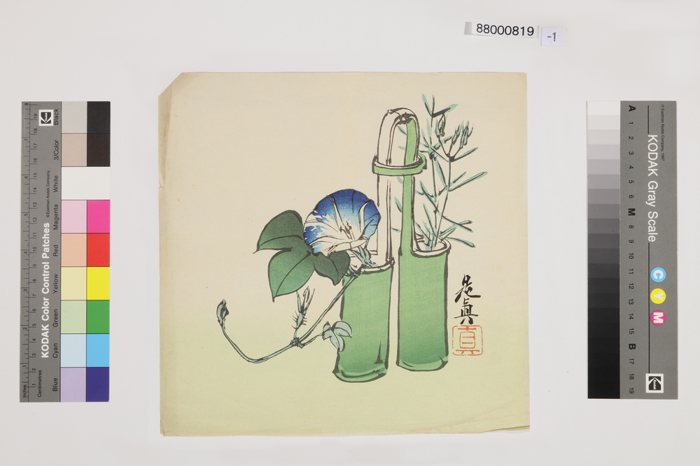 作品画像：榛原聚玉堂版団扇絵 投入の朝顔