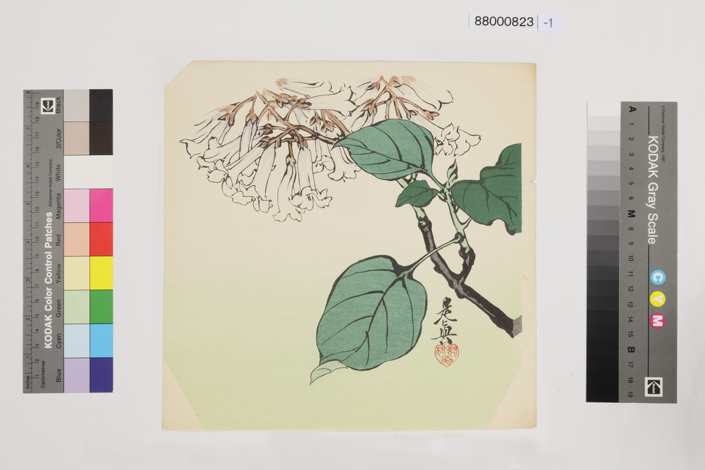 作品画像：榛原聚玉堂版団扇絵 桐の花