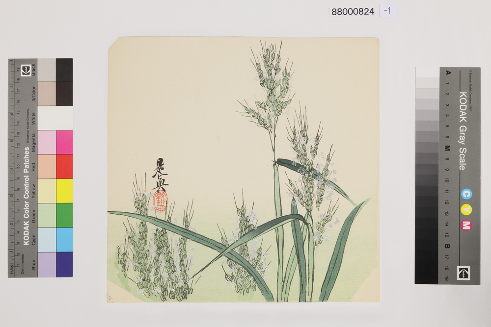 作品画像：榛原聚玉堂版団扇絵 稲花