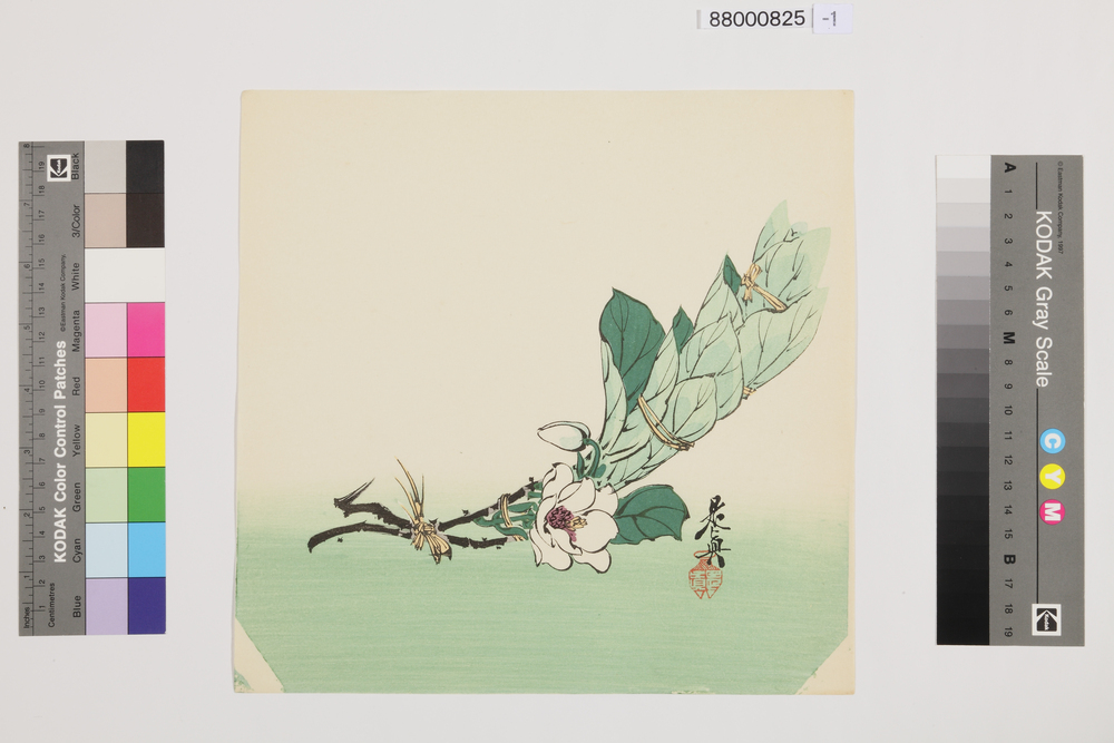 作品画像：榛原聚玉堂版団扇絵 山茶花