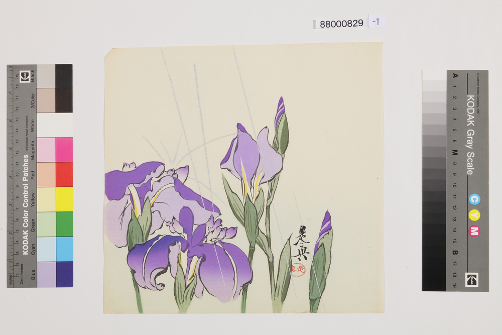 作品画像：榛原聚玉堂版団扇絵 あやめ