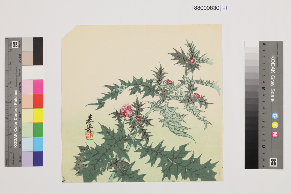 作品画像:榛原聚玉堂版団扇絵 あざみ