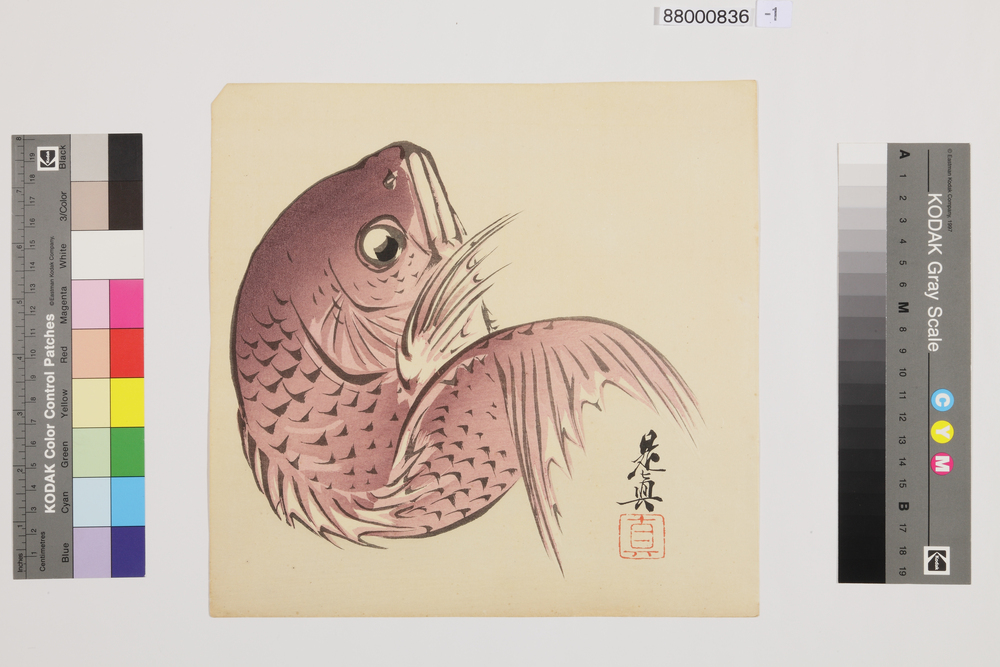 作品画像：榛原聚玉堂版団扇絵 踊鯛