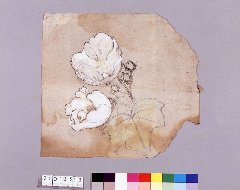 下絵 芙蓉
