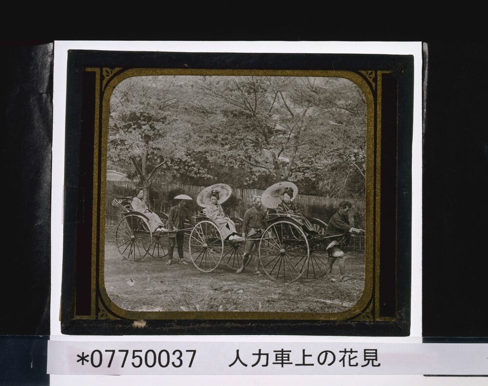 作品画像:人力車上の花見