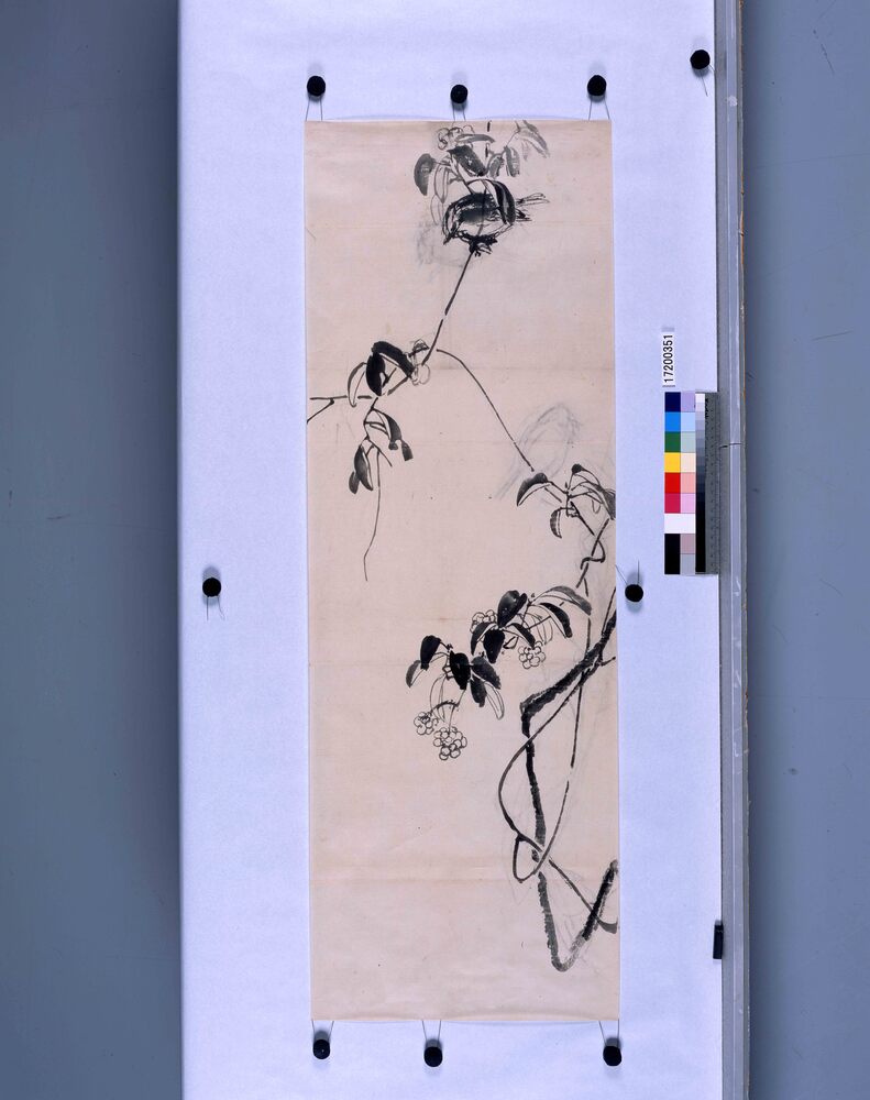 作品画像：粉本　花鳥