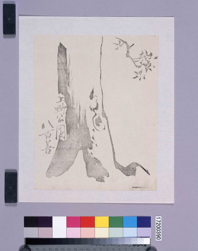 作品画像：墨版　桜（上野公園八百善）