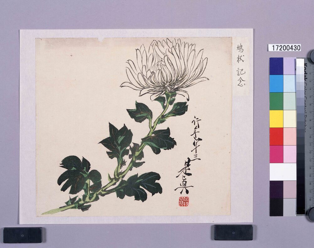 作品画像:多色刷 白菊(鳩杖紀念)