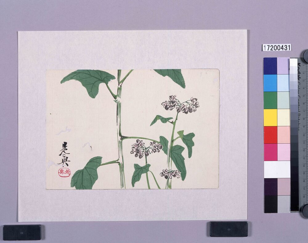 作品画像:多色刷版 蕎麦の花
