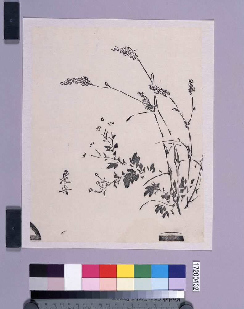 作品画像：墨版　秋草