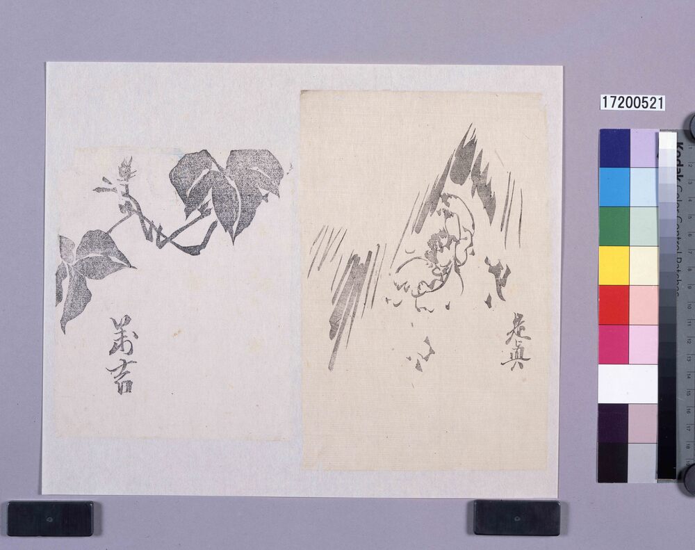 作品画像:墨版 蔦(万吉)、寒牡丹