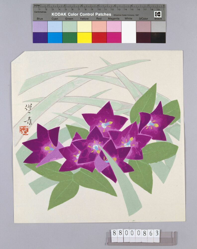 作品画像：榛原聚玉堂版団扇絵 桔梗