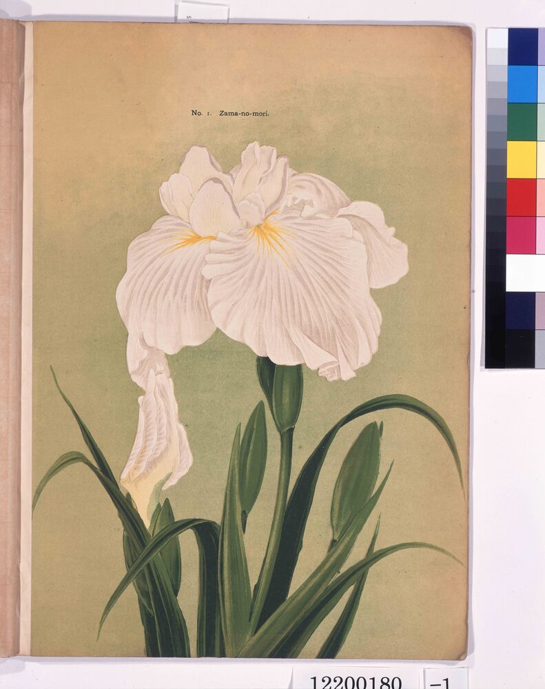 作品画像:横浜植木花菖蒲輸出カタログ 25種類