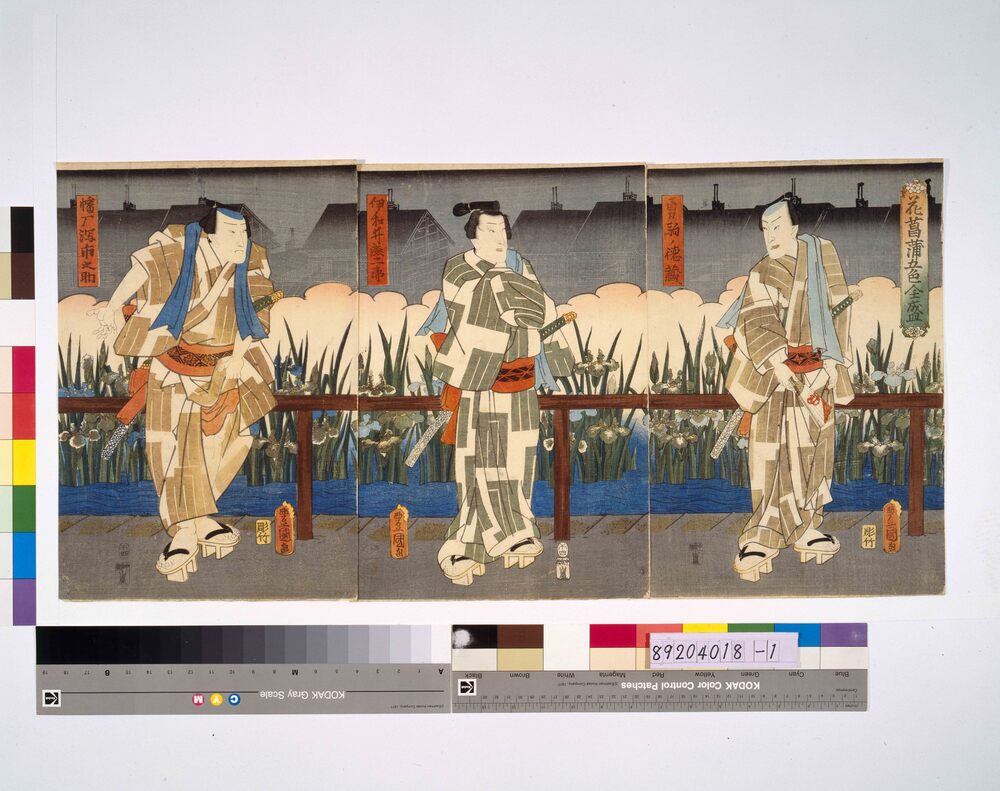 作品画像:花菖蒲五色全盛 勇駒ノ徳蔵