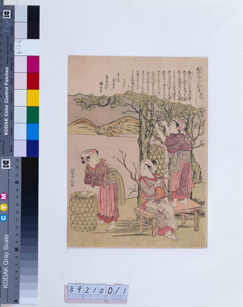 作品画像:かゐこやしない草