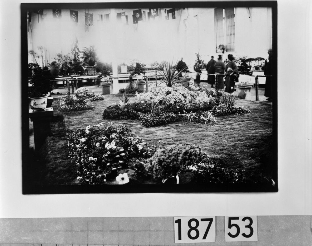作品画像:植物の展覧会