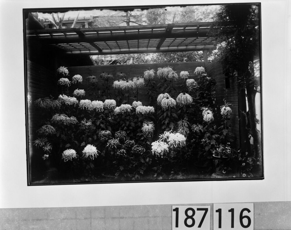 作品画像：菊花