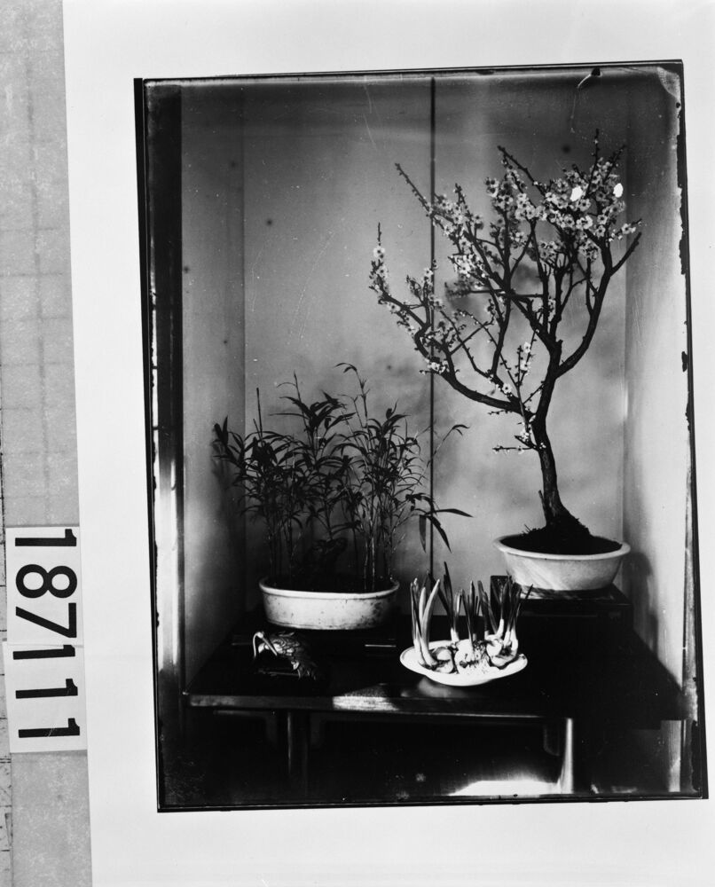 作品画像:植物3種(梅花・笹・球根)