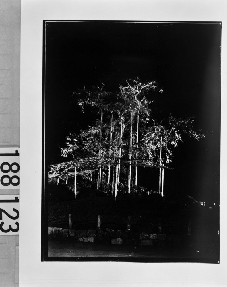 作品画像:円山公園しだれ桜夜景