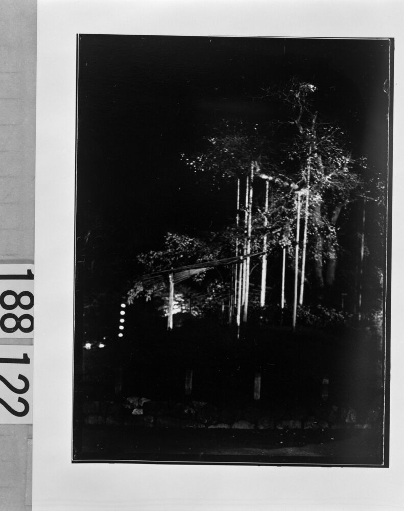 作品画像:円山公園しだれ桜夜景