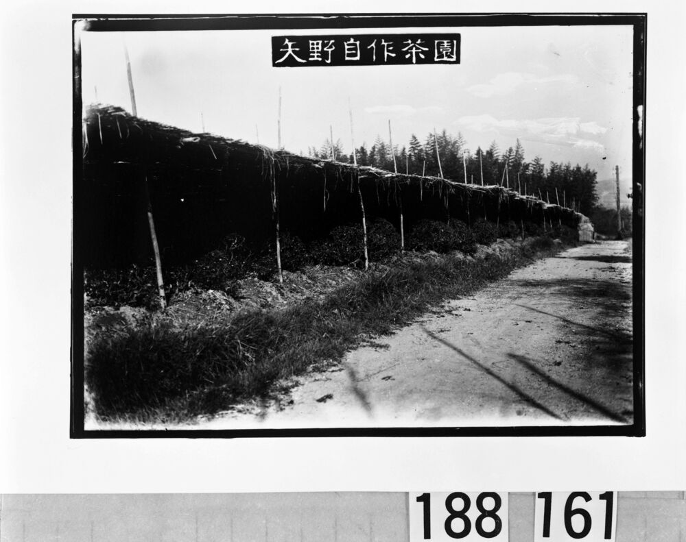 矢野自作茶園
