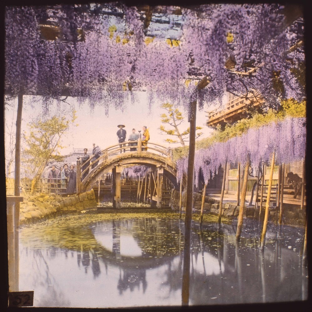 作品画像:亀戸天神の藤棚