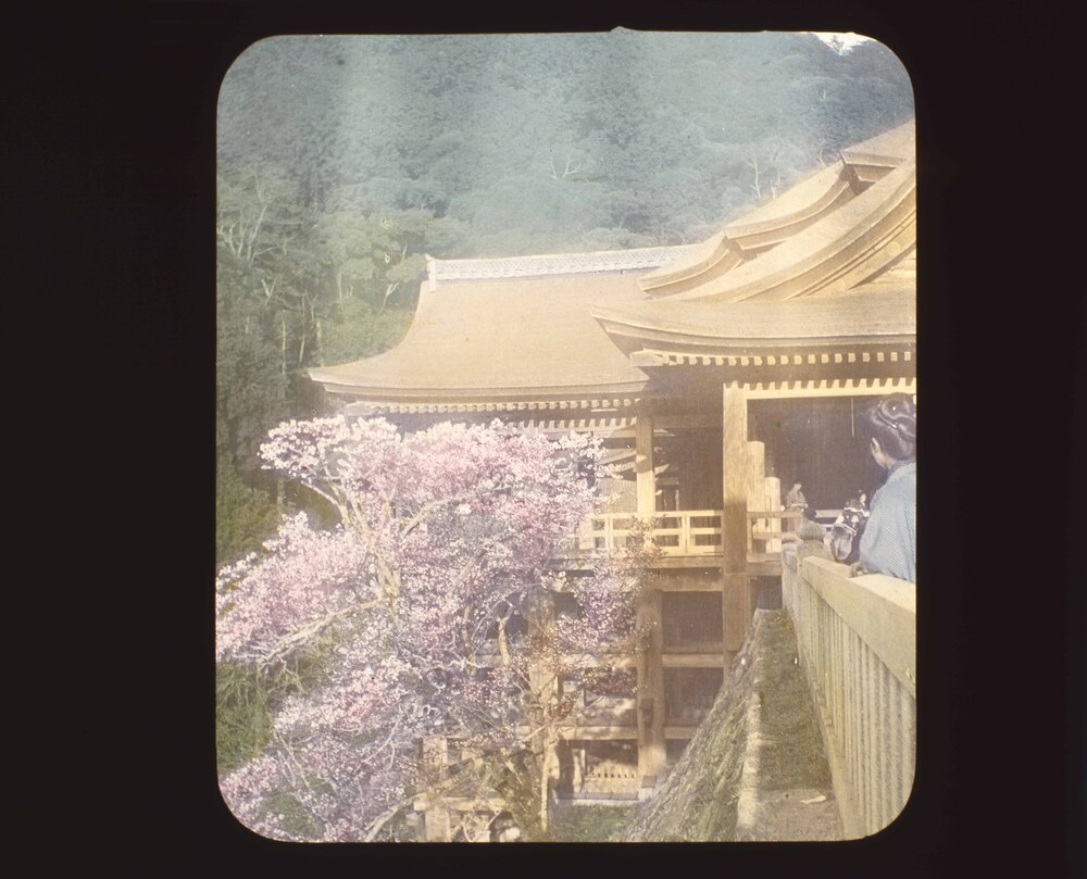 作品画像:桜の清水寺
