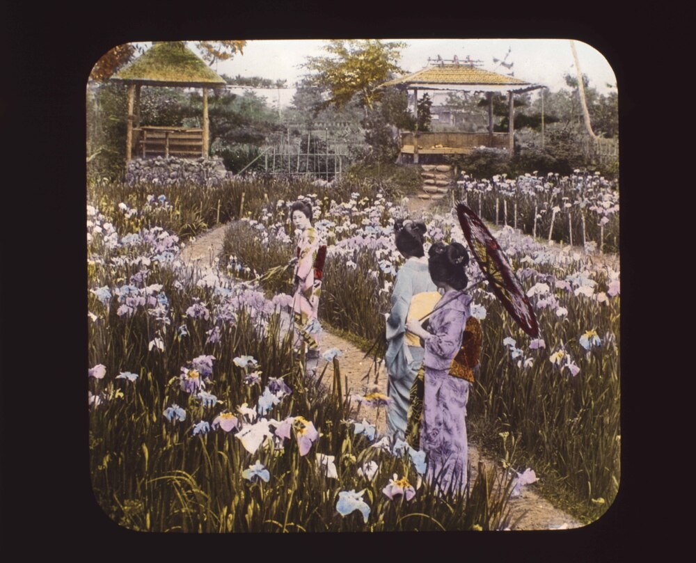 作品画像:菖蒲園の女性たち