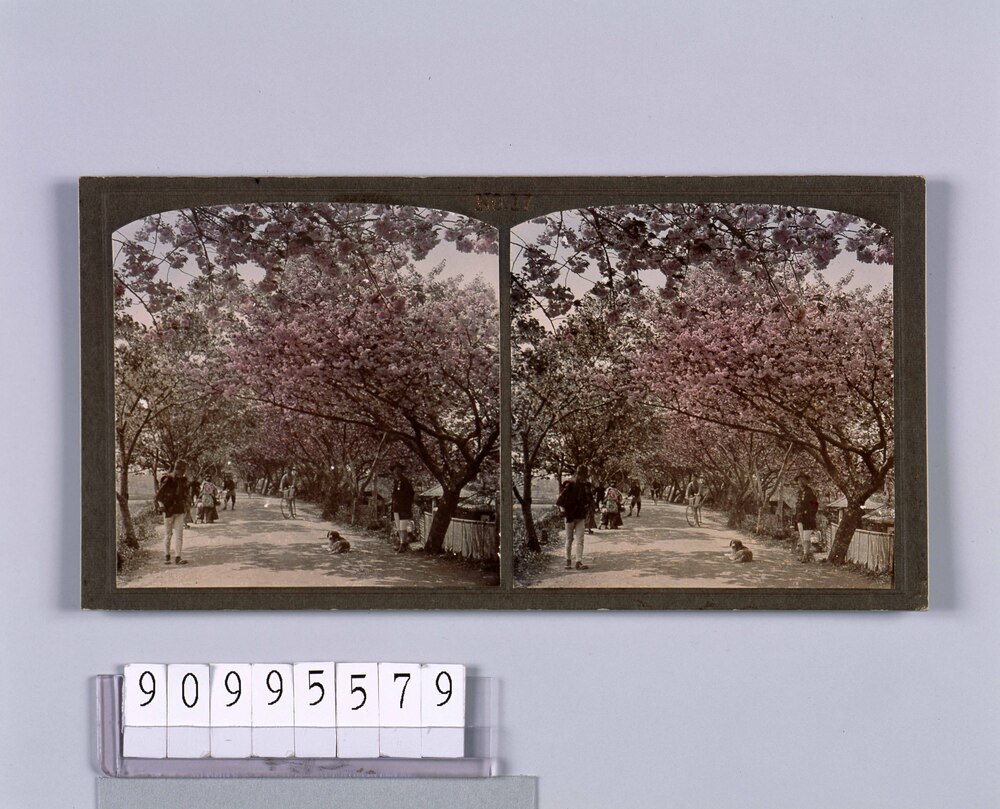 作品画像:桜(No.17)