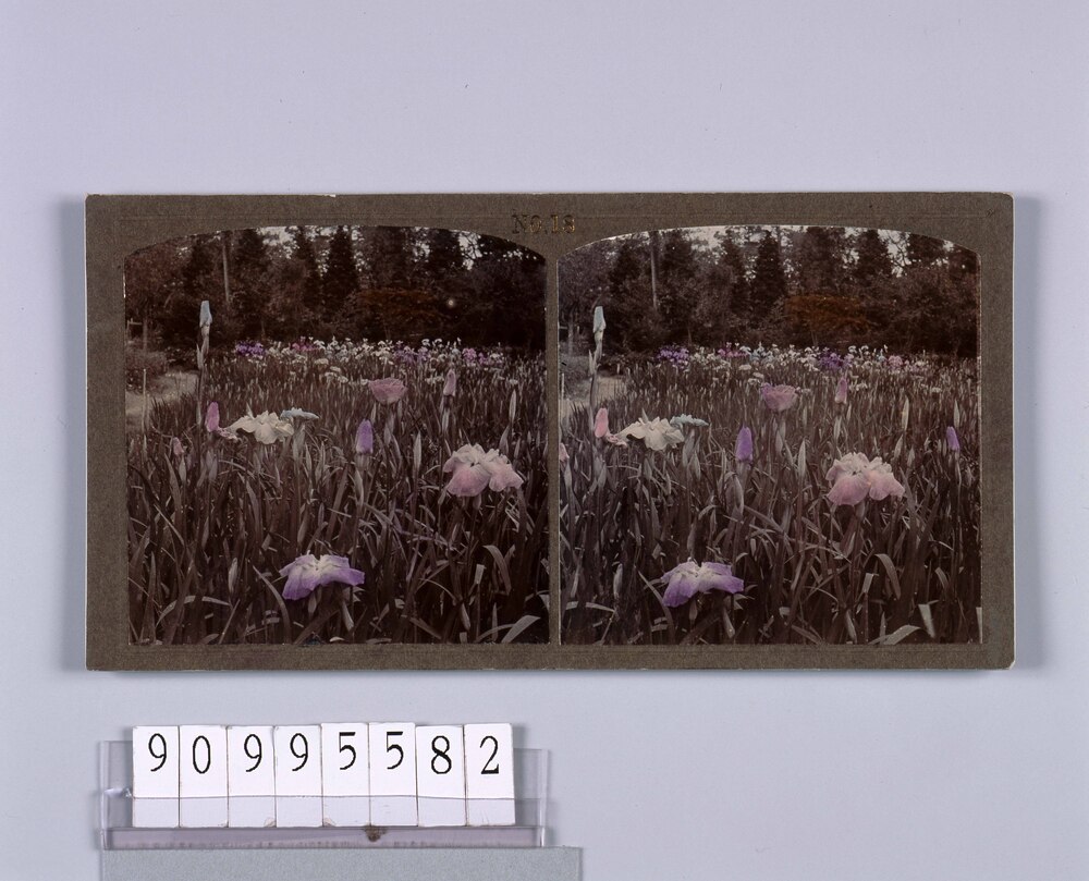 作品画像:花菖蒲(No.18)
