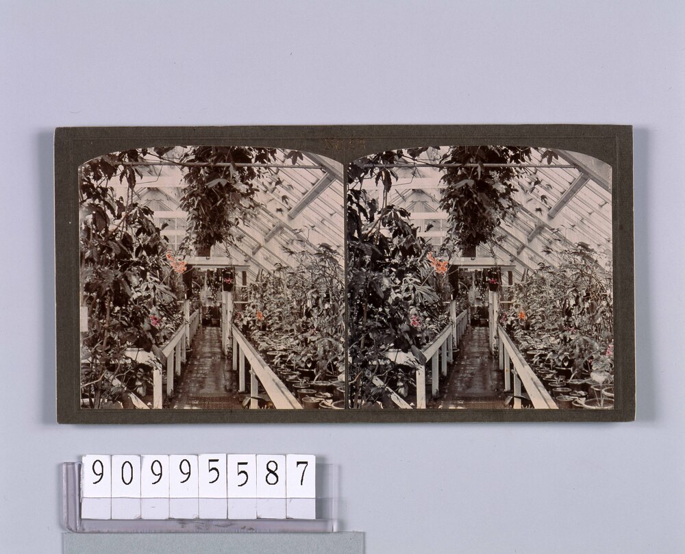作品画像:東京植物園(小石川植物園)温室内(No.23)