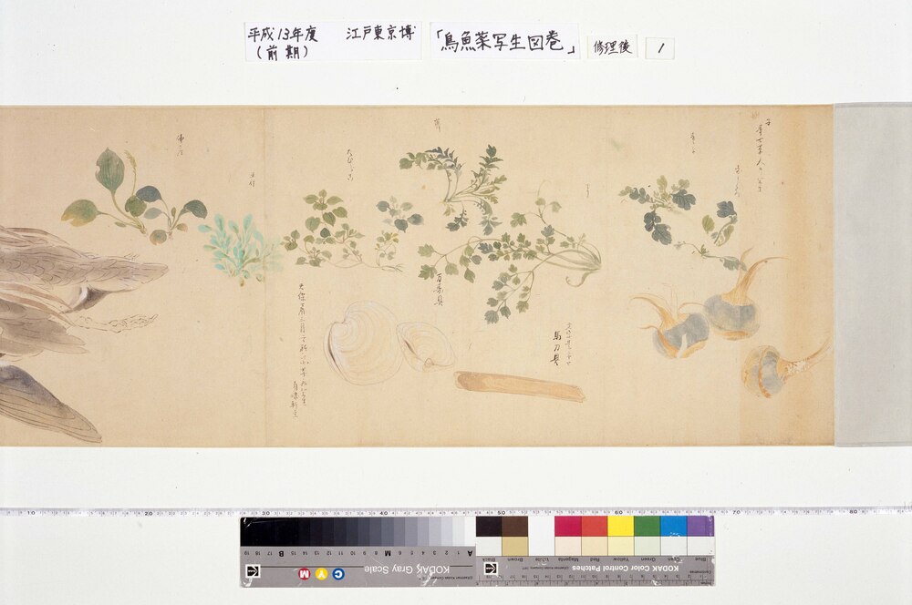 作品画像:鳥魚菜写生図巻